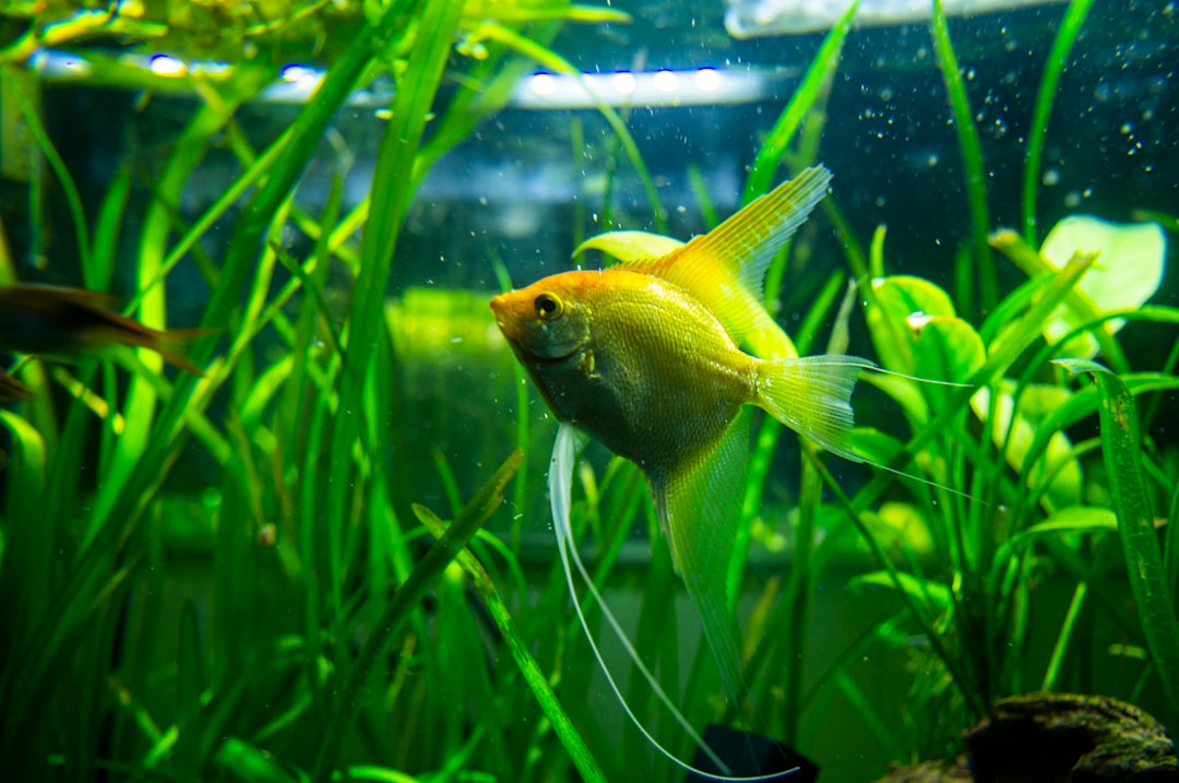 Calcium Deficiency in Aquarium Plants: Twisted New Growth