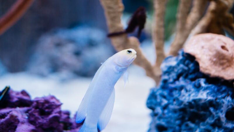 Calcium and Magnesium in Aquariums: GH Explained in Detail