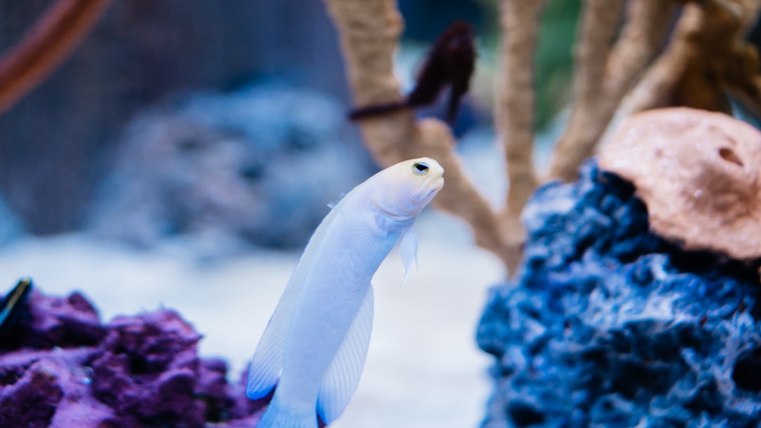 Calcium and Magnesium in Aquariums: GH Explained in Detail