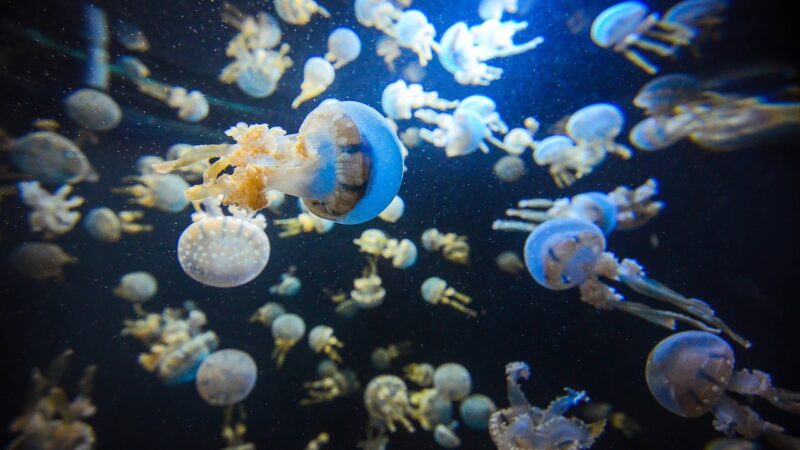 singapore, aquarium, jellyfish, underwater, sea aquarium, fishes, light marine life, wild, asia, blue life, blue fish, blue f