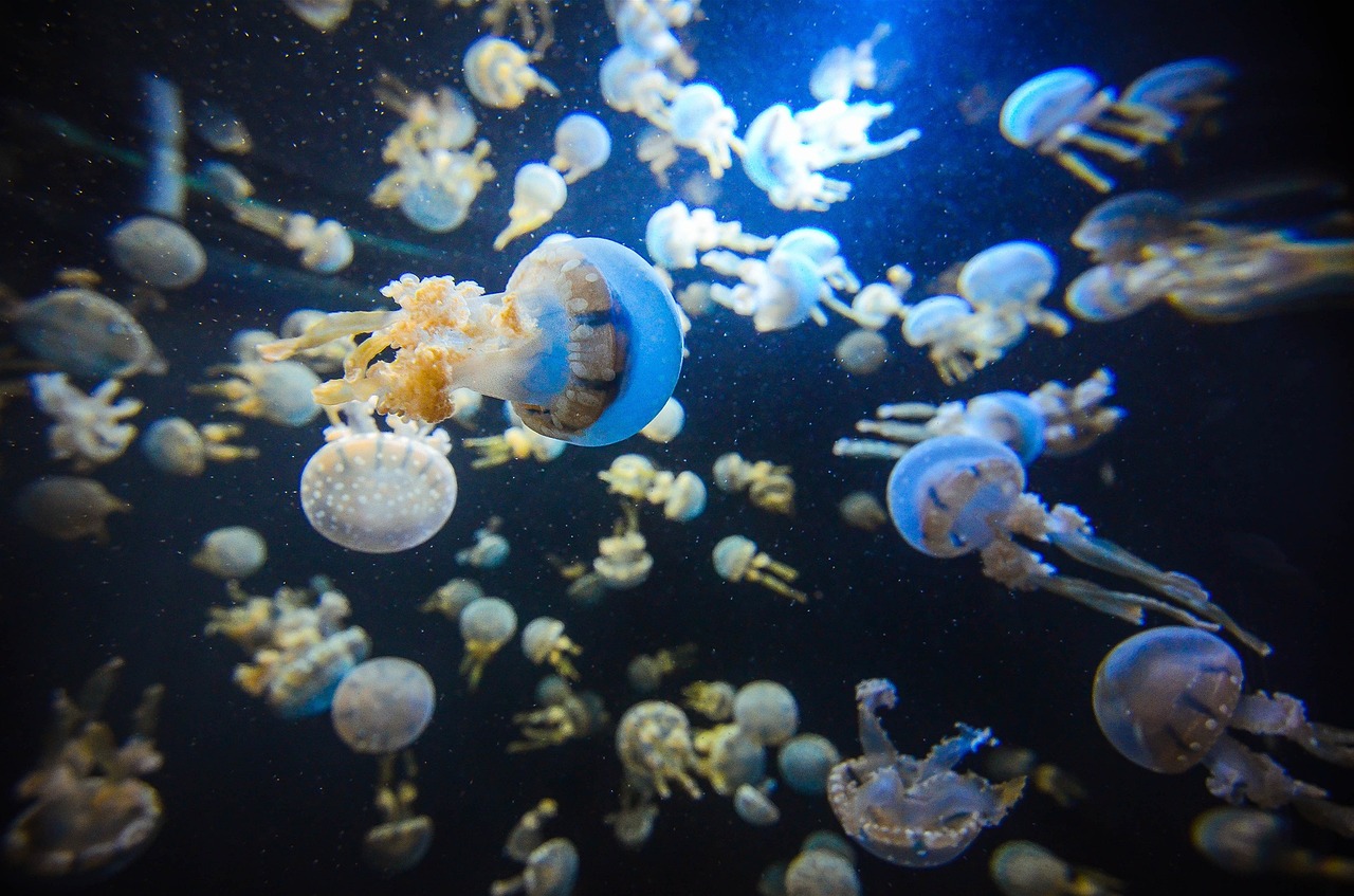 singapore, aquarium, jellyfish, underwater, sea aquarium, fishes, light marine life, wild, asia, blue life, blue fish, blue f