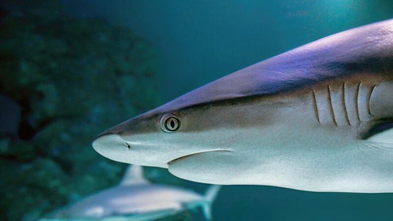 Aquarium Cycling Timeline: What to Expect Each Week