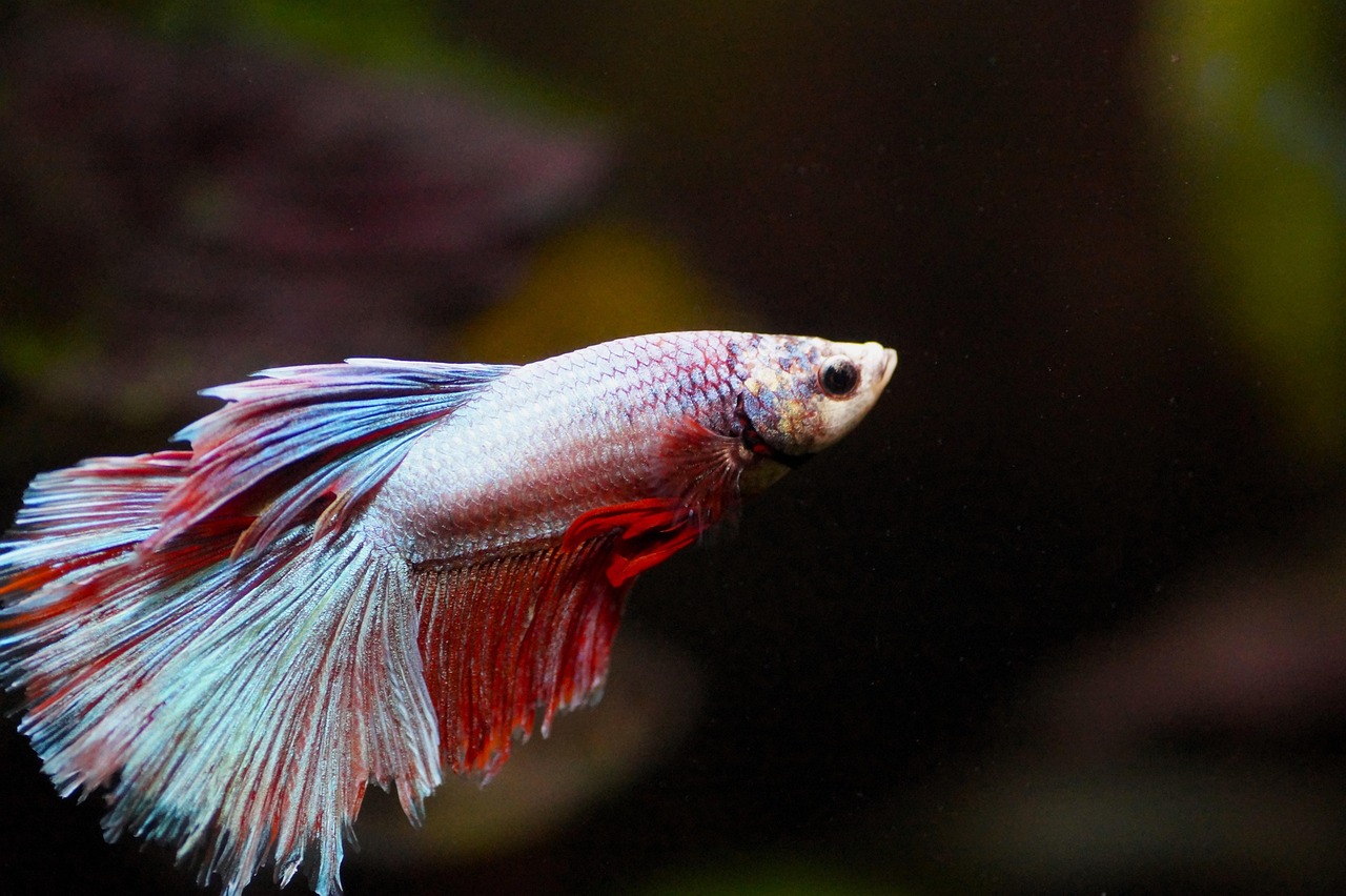 fish, beta, aquarium, nature, fighter, freshwater, male