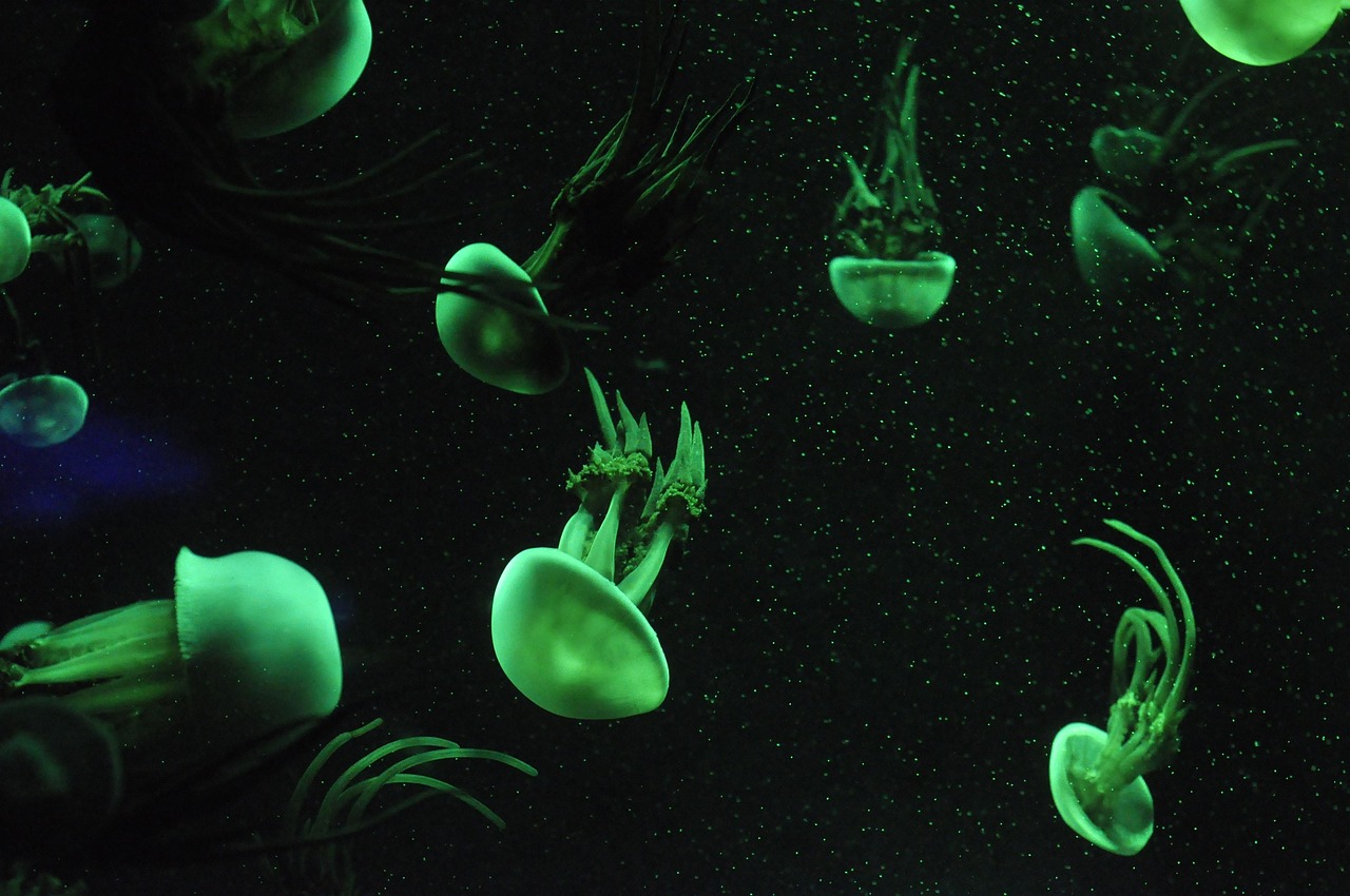 EI Dosing for Planted Aquariums