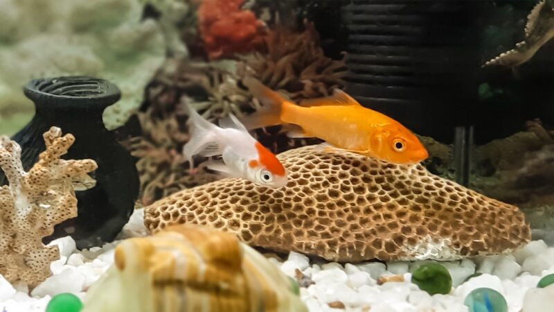 Aquarium Filter Media Guide