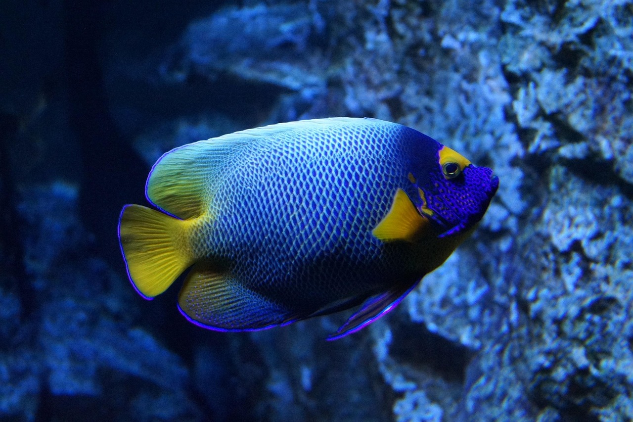 Aquarium Fish Compatibility Chart: Printable Quick Reference