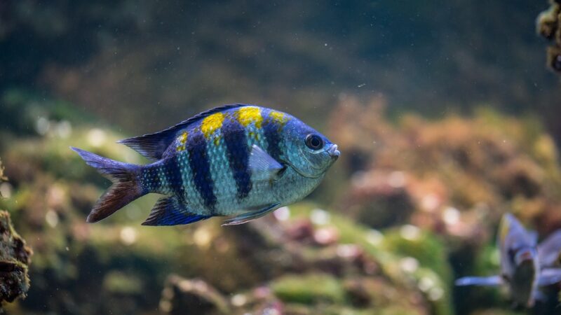 fish, aquarium, nature, fish, fish, fish, fish, fish, aquarium