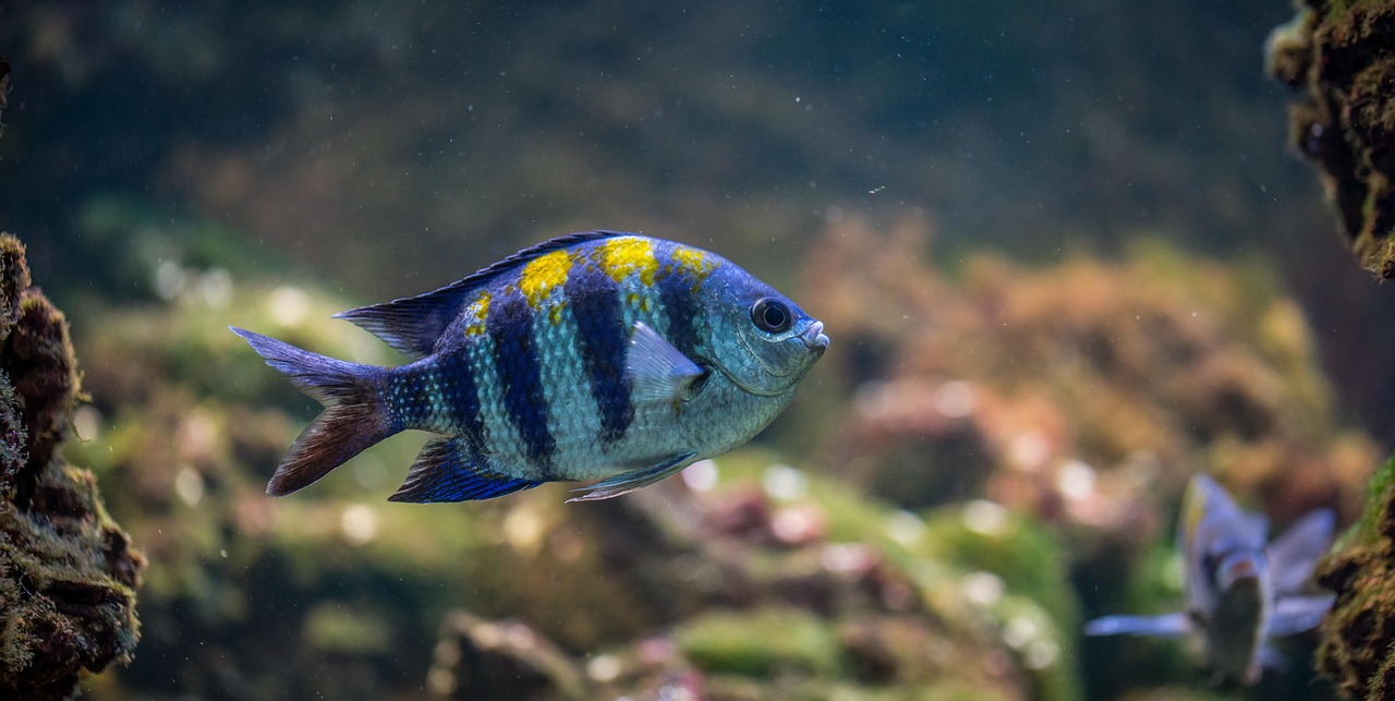 fish, aquarium, nature, fish, fish, fish, fish, fish, aquarium