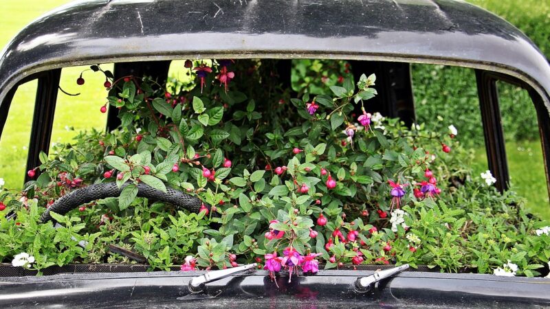 10 Fish Compatibility Mistakes Beginners Make