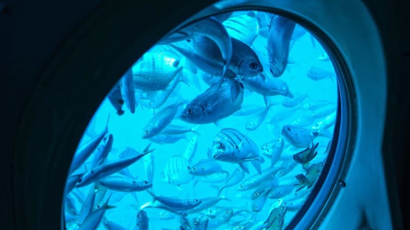 Fish swim past a porthole in blue water.