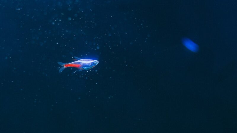 a fish that is swimming in the water