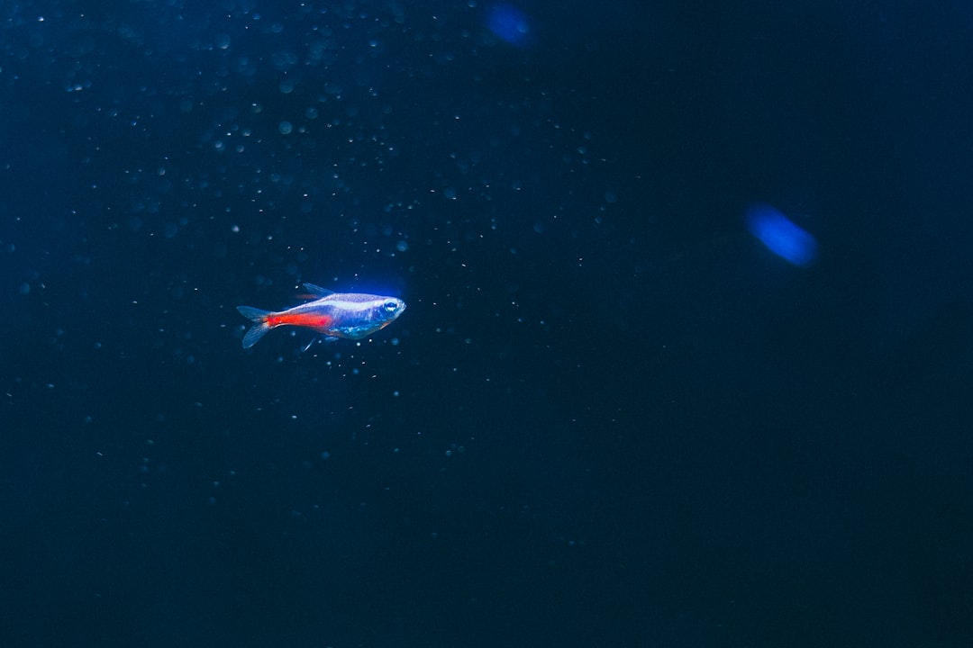 a fish that is swimming in the water