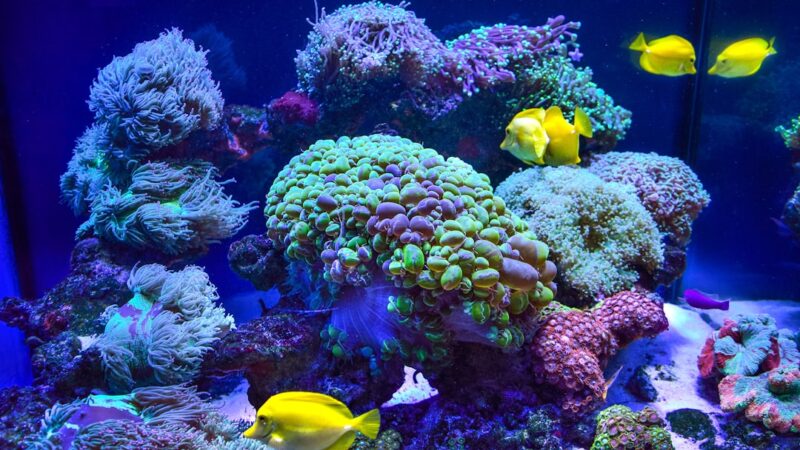 a large aquarium filled with lots of colorful fish