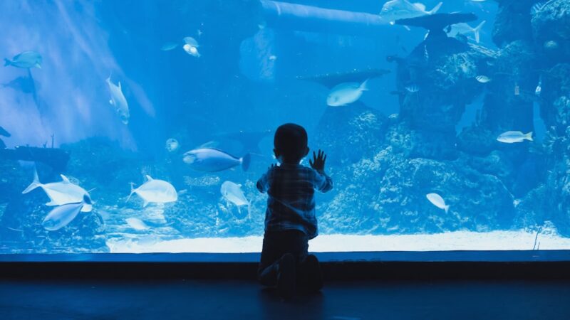 Best Aquarium Setup for Children: Safe, Fun and Educational