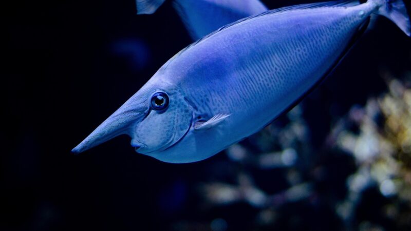 Aquarium for Children's Hospital Wards