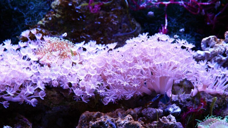 coral, polyp, aquarium, marine aquarium, reefs, reef aquarium, undersea world, nature, under the water, sea, sea bottom, bott