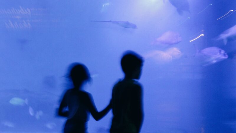 Aquarium as a Hobby for Couples: Build Something Together