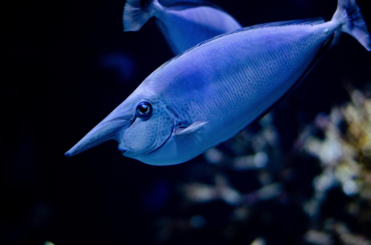 fish, blue, nature, water, zoo, swimming, light, aquarium