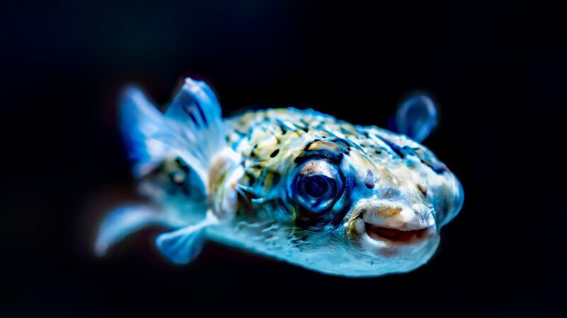 Aquarium for Event Venues in Singapore: Impress Every Guest