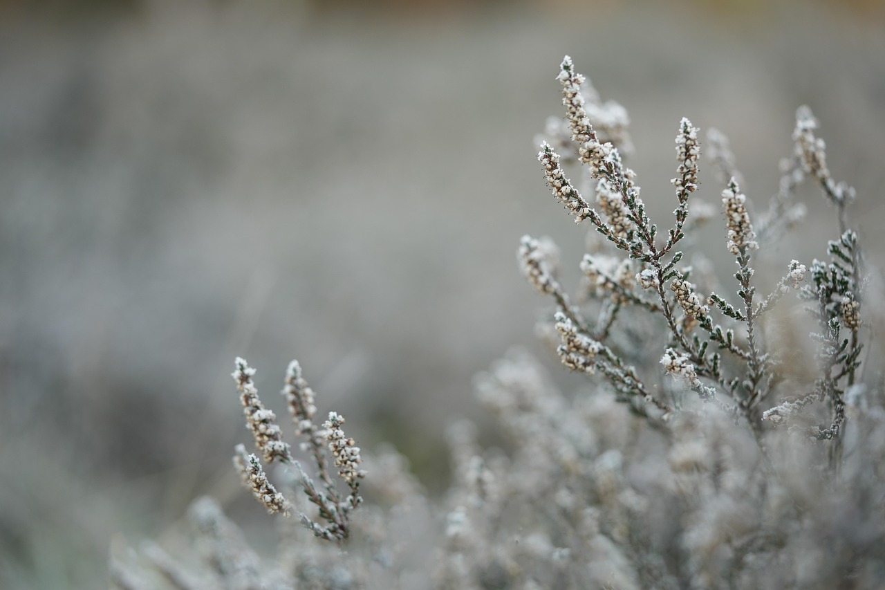 heather, pagan, ice cream, snow, frozen, winter, nature, snow, snow, winter, winter, winter, winter, winter