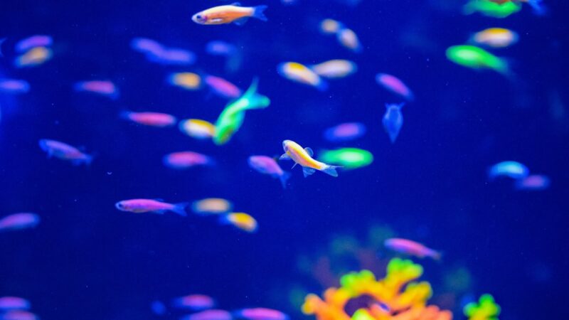 yellow and blue fish in water