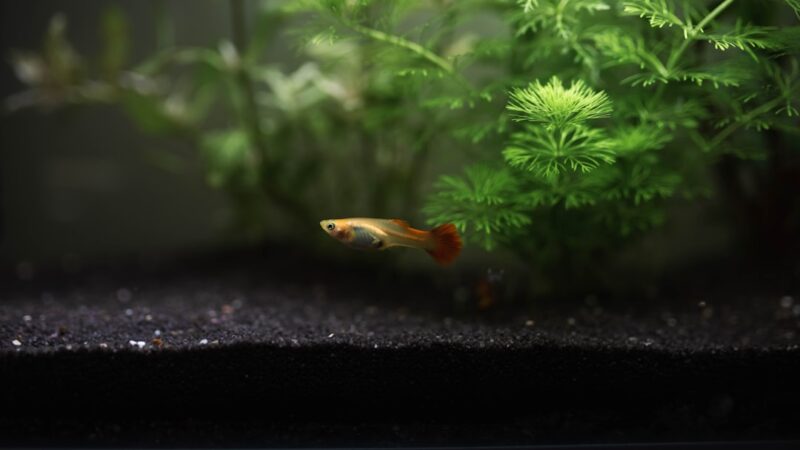 a fish swimming in water