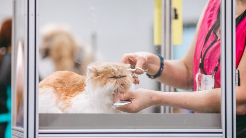 Aquarium for Pet Grooming Salons: Calm Waiting, Happy Pets