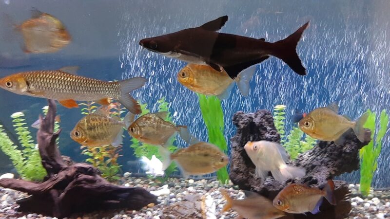 a group of fish swimming in an aquarium