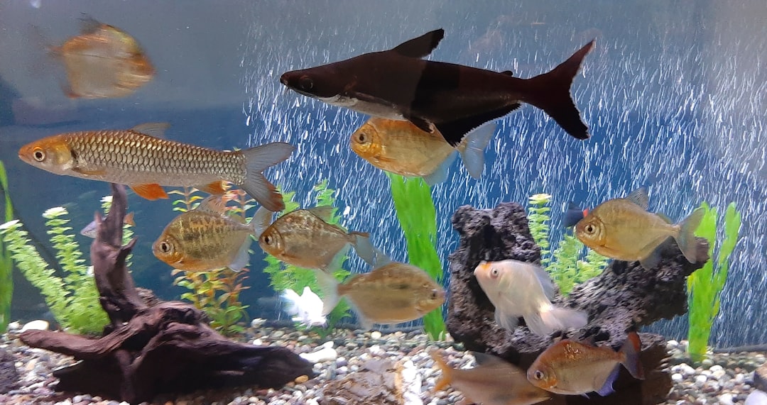 a group of fish swimming in an aquarium
