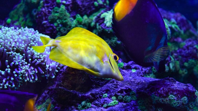 a couple of fish that are in some water