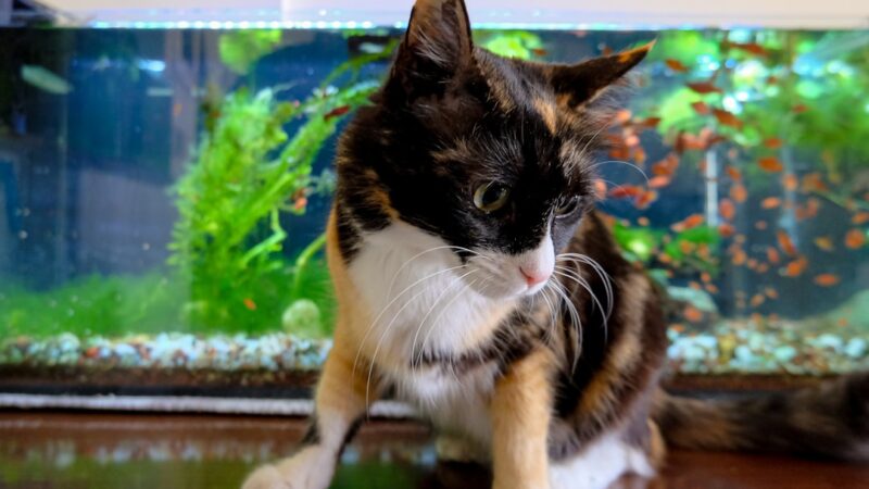 Aquariums for Pet Therapy: Calming Effects Backed by Science