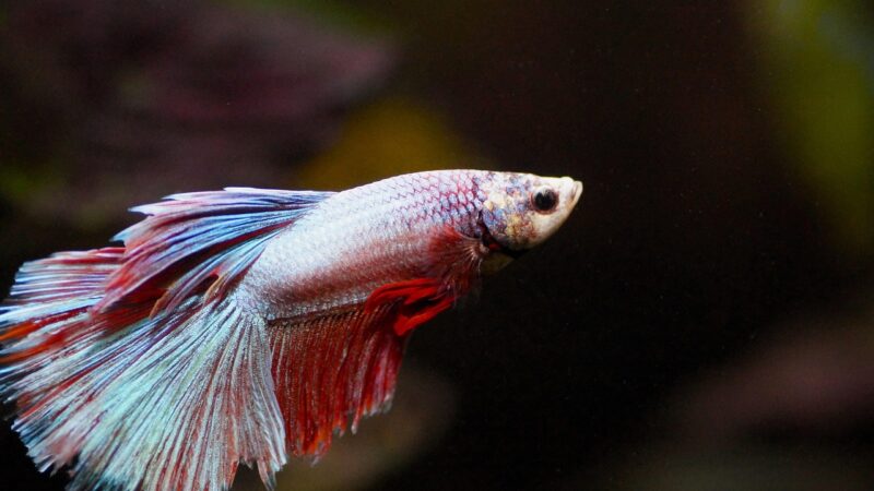 fish, beta, aquarium, nature, fighter, freshwater, male
