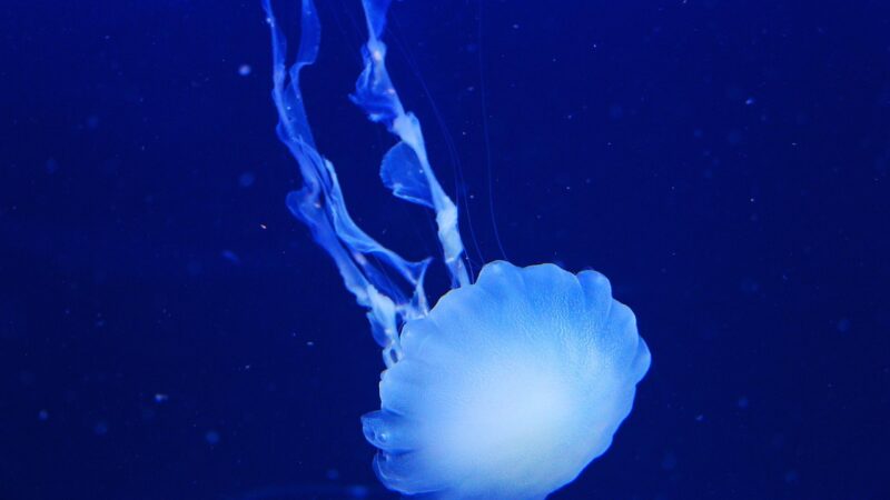 aquarium pilates studio singapore — featured image for aquarium for pilates studio singapore