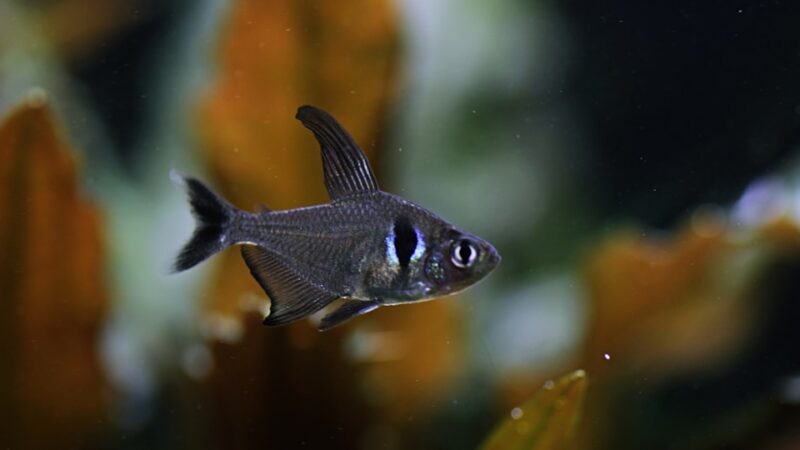 blue and white fish in water