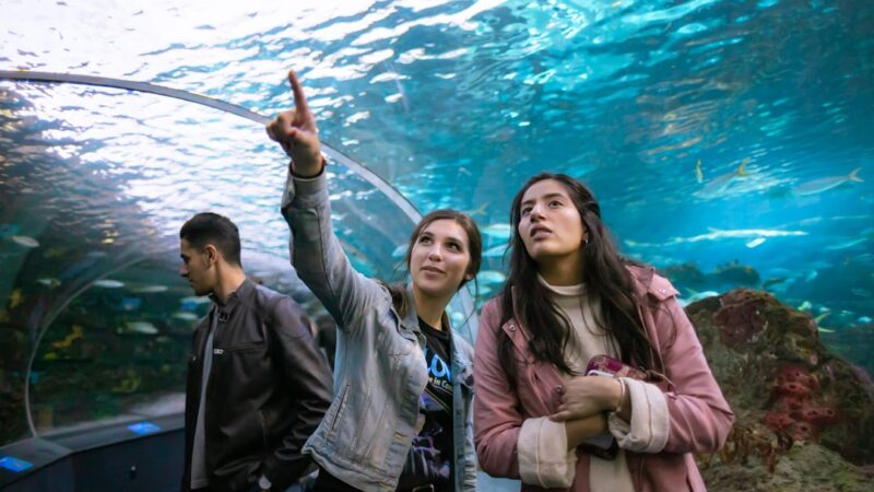 Best Aquariums for Students in Singapore