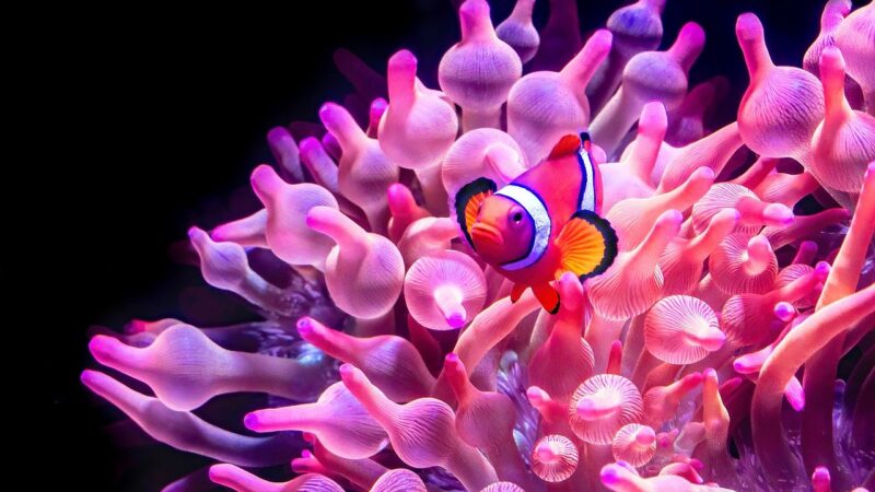 Aquarium for Veterinary Clinics: Calming Patients and Owners