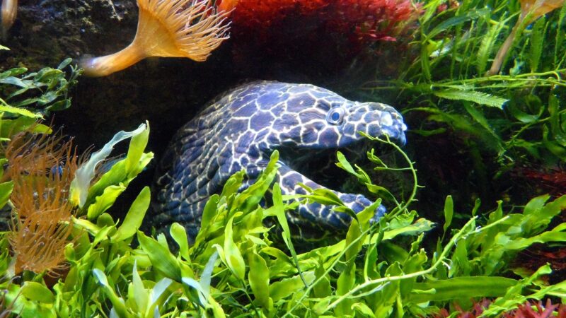 aquarium waiting room singapore — featured image for aquarium for waiting room singapore