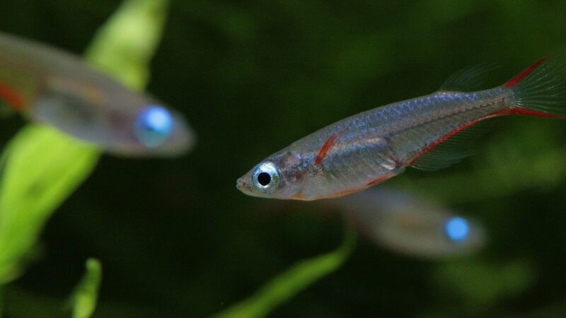 aquarium for aquarium fish — featured image for aquarium for yoga studio singapore