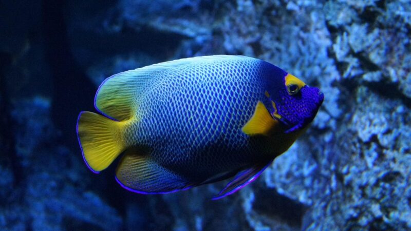 Formalin in Aquariums: Parasite Treatment Dosing and Safety