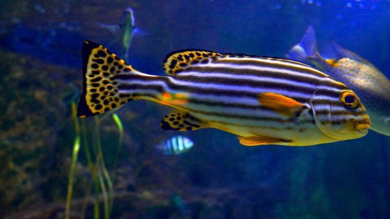Gill Flukes in Aquarium Fish: Symptoms and Treatment