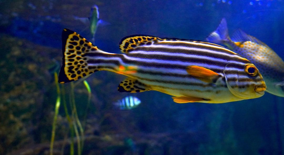 Gill Flukes in Aquarium Fish: Symptoms and Treatment