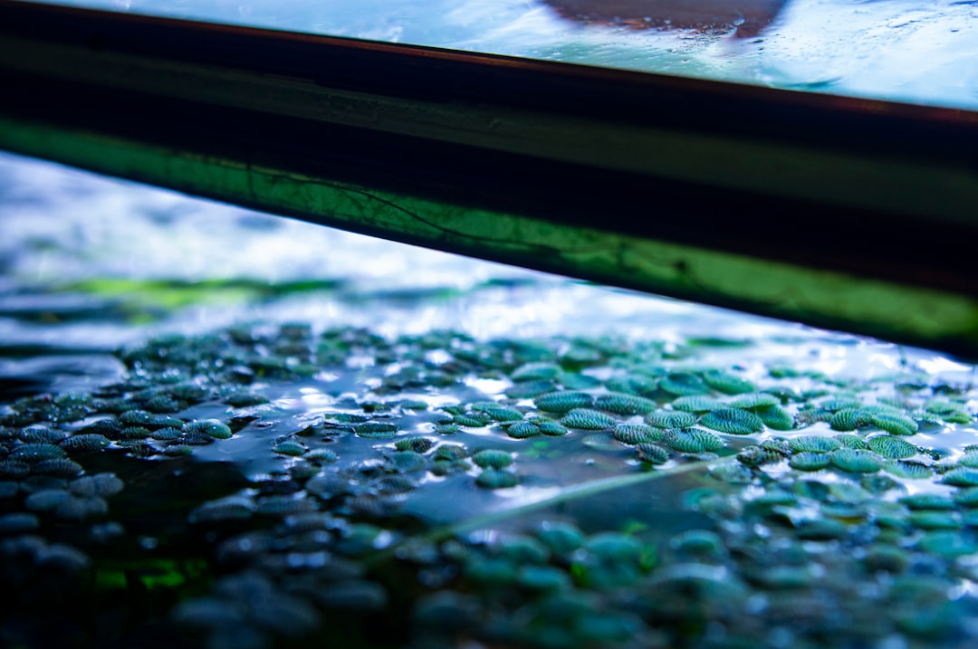 How to Clean Aquarium Glass