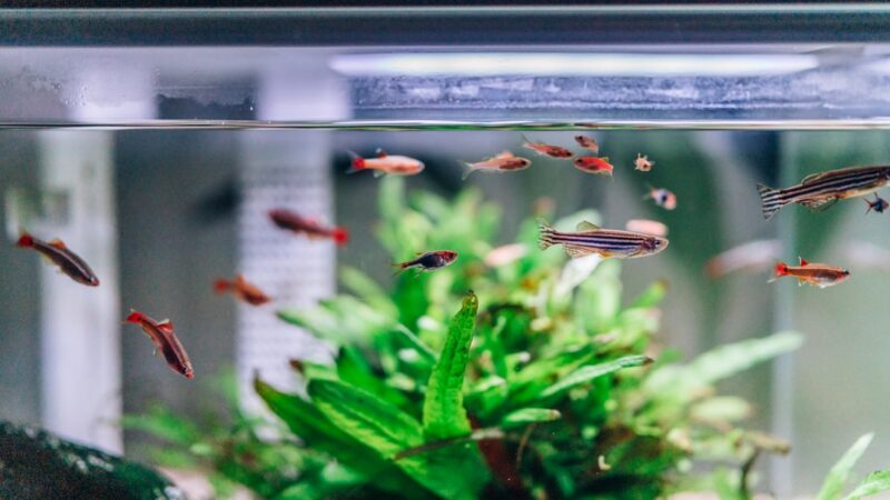 Aquarium Heater Wattage Calculator Singapore Guide