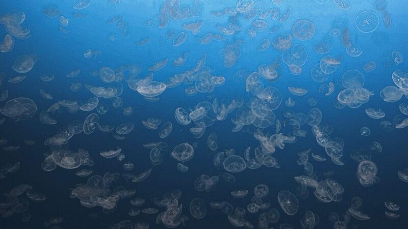 Hydra Removal in Aquariums: Traps, Treatment and Prevention