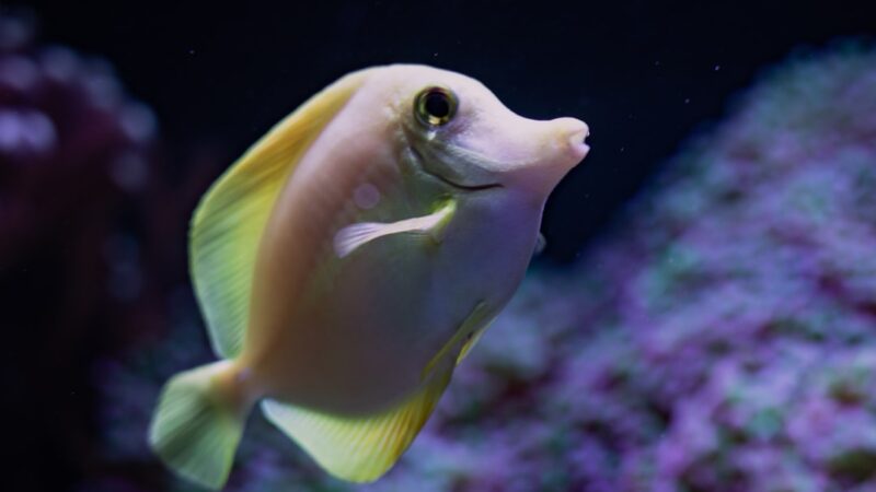 a yellow and white fish swimming in an aquarium