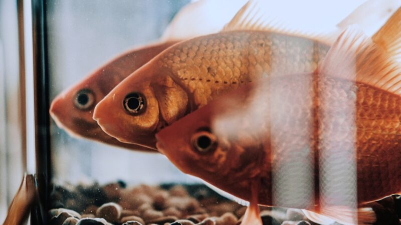 Iron Dosing in Planted Aquariums: Red Plants Need It Most