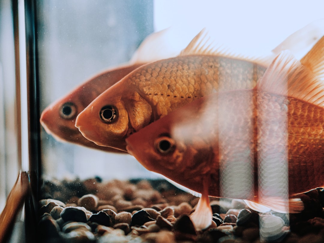 Iron Dosing in Planted Aquariums: Red Plants Need It Most