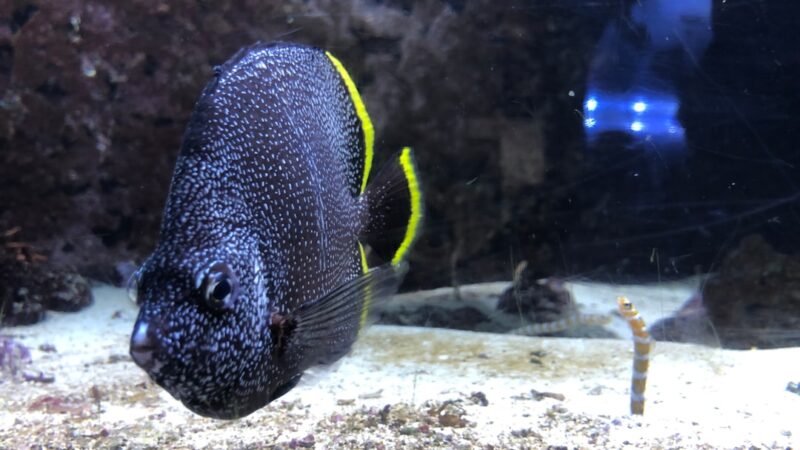 Leeches in Aquariums: Identification and Safe Removal