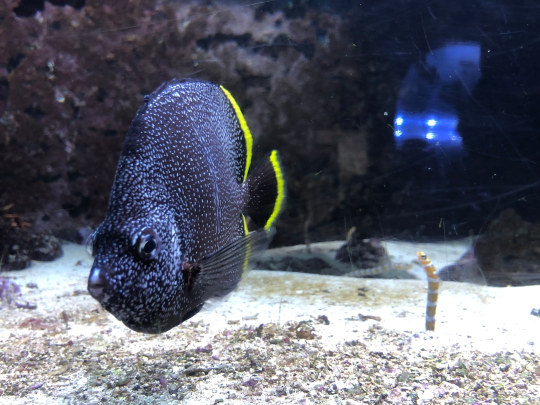 Leeches in Aquariums: Identification and Safe Removal