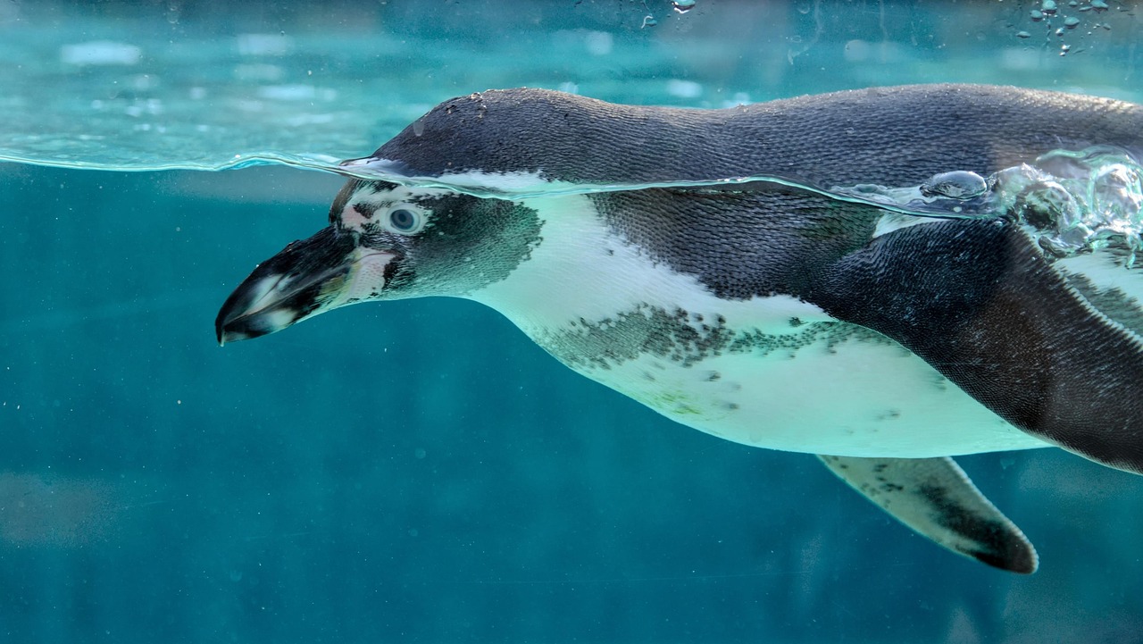 penguin, bird, animal, zoo, swimming, aquarium, nature, penguin, penguin, penguin, penguin, penguin, aquarium
